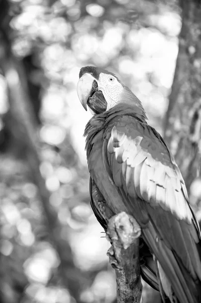 Kırmızı, mavi, sarı ara papağan açık — Stok fotoğraf