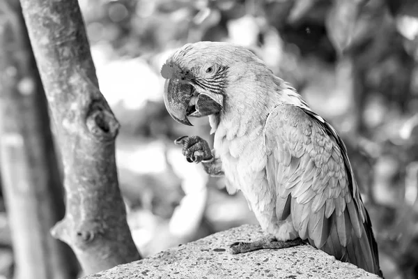 Vert ara perroquet extérieur — Photo
