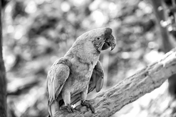 Venkovní zelený papoušek ara — Stock fotografie