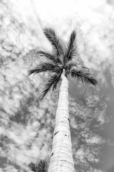 Palmeira com folhas verdes em tronco longo, céu azul — Fotografia de Stock