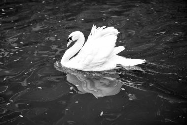 Kuğu kuş beyaz tüy ve Gaga yüzmek göl