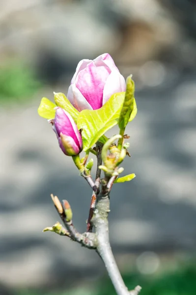 Magnolia bloem takje met paarse bloesem — Stockfoto