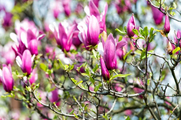 Μανόλια δέντρο με άνθηση και μοβ λουλούδια — Φωτογραφία Αρχείου