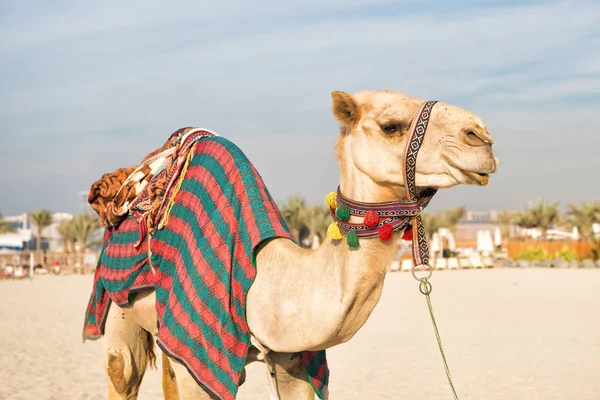 Chameau Sur Plage Dubaï Jumeirah Gratte Ciel Arrière Plan Dubai — Photo