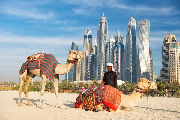 Dubai Emirados Árabes Unidos Dezembro 2017 Camelos Fundo Dos Arranha — Fotografia de Stock