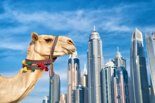 Camel Dubai Dengan Latar Belakang Pencakar Langit Pantai Uea Dubai — Stok Foto