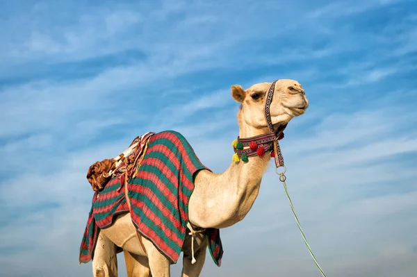 Camel contra Céu Azul — Fotografia de Stock