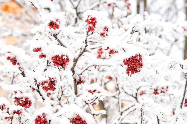 Weihnachtsgrüße und Feiertage — Stockfoto