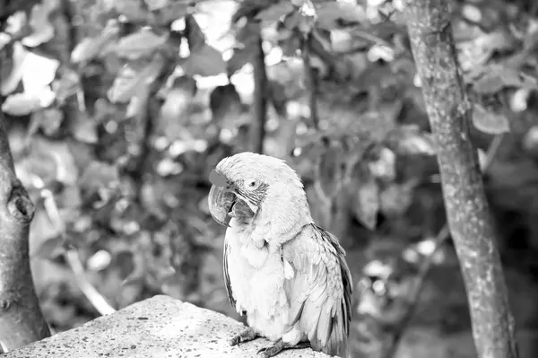 Beautiful Cute Funny Bird Green Red Feathered Ara Parrot Outdoor — Stock Photo, Image