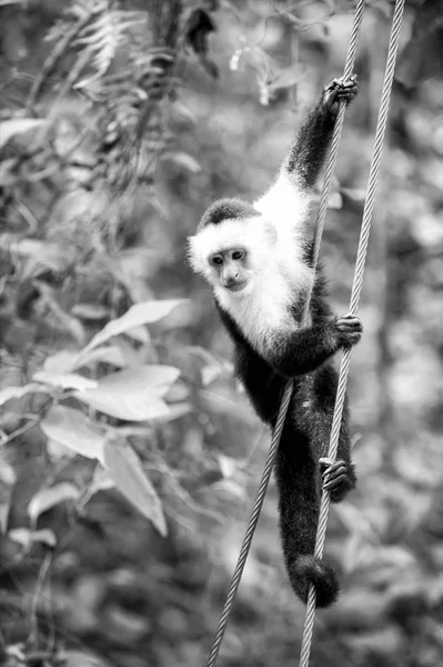 Primatentier Oder Affe Hängen Kabeln Regenwald Der Honduras Einem Sonnigen — Stockfoto