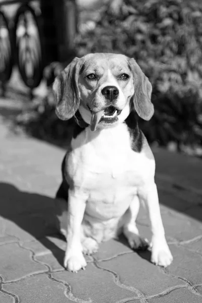 Mascotas Animales Domésticos Cachorro Pelo Blanco Castaño Negro Sobre Pavimento — Foto de Stock