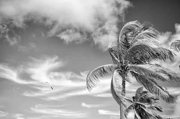 Scène Nature Estivale Cocotiers Avec Ciel Bleu Ensoleillé — Photo