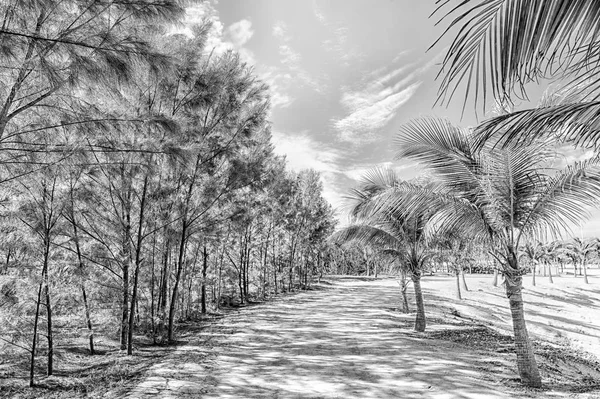 热带景观的棕榈树和树上白砂路径方式或路上看到晴朗的日子 蓝蓝的天空背景上的海洋水 暑假和假期 田园的异国风情度假村 — 图库照片