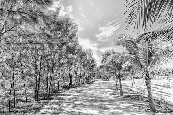 Paisaje Tropical Palmeras Árboles Camino Arena Blanca Camino Para Ver —  Fotos de Stock