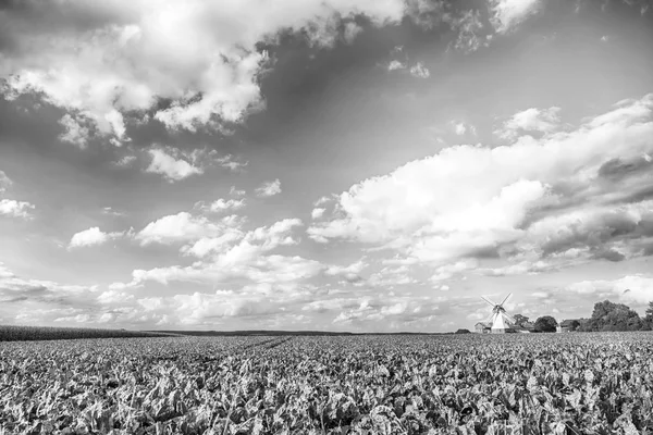 Holland vindmølle landskap – stockfoto