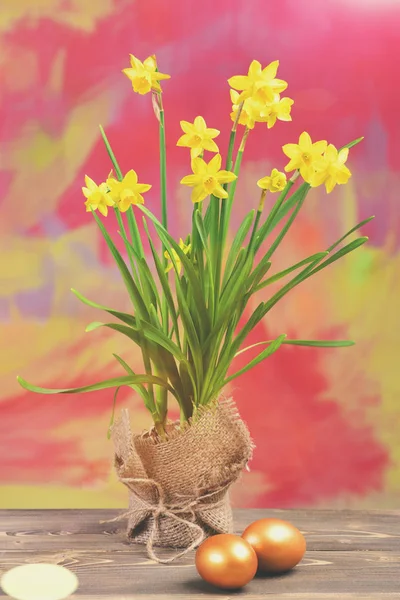 Spring yellow narcissus, golden easter eggs on colorful background — Stock Photo, Image