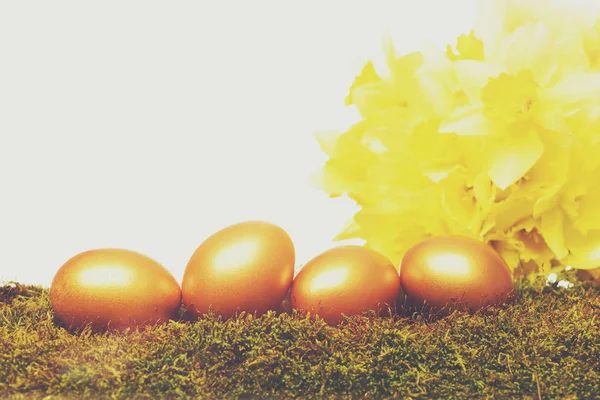 Tradycyjne złote jaja wielkanocne, wiosenny żółty kwiat narcyza — Zdjęcie stockowe