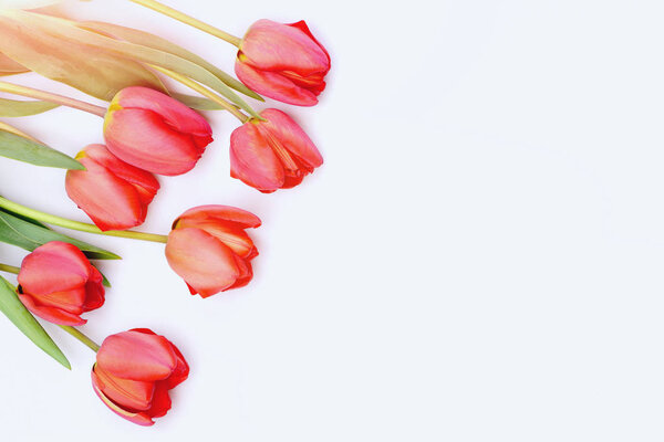 Bunch of flowers for womens day. Tulips in pink color