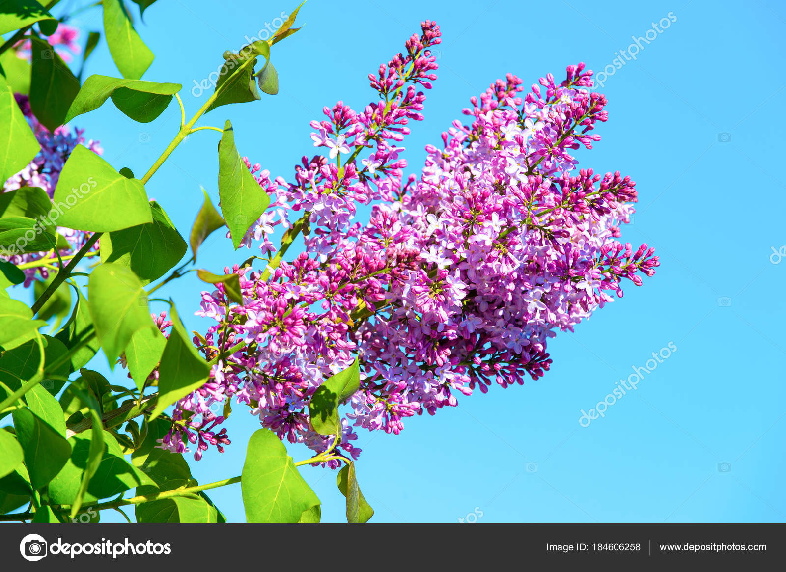 Welcher Baum Blüht Jetzt Lila Welcher Baum Blüht Jetzt Lila
