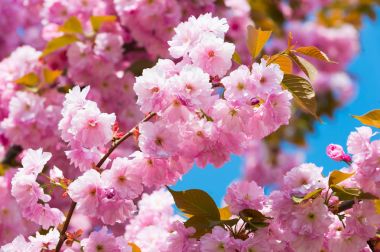 Pembe çiçekler mavi gökyüzü arka plan, bloom kiraz ağacında