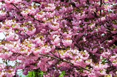 Kiraz ağacı güneşli pembe çiçeği