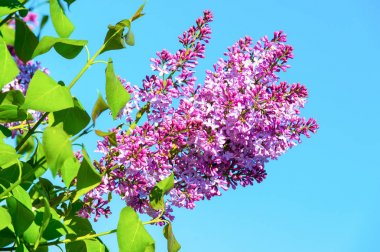 Eflatun çiçekler güneşli mavi gökyüzü ağacı çiçek açması