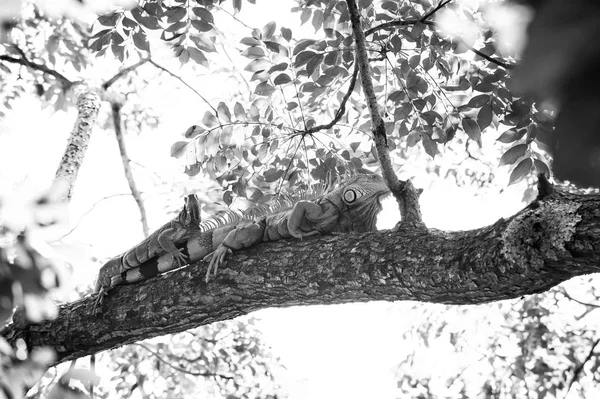 Dos lagartos iguana tendidos en un árbol en Honduras — Foto de Stock