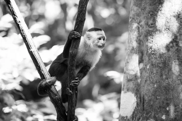 Capuchinho de macaco sentado em ramo de árvore na floresta tropical de Honduras — Fotografia de Stock
