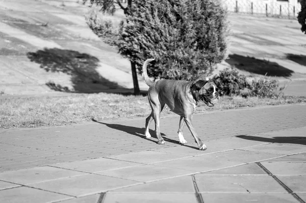 Πυγμάχος σκύλος παίζει με μπάλα στο πεζοδρόμιο γκρι — Φωτογραφία Αρχείου
