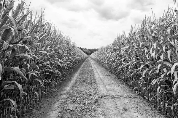 Champ agricole sur lequel pousse le maïs vert — Photo