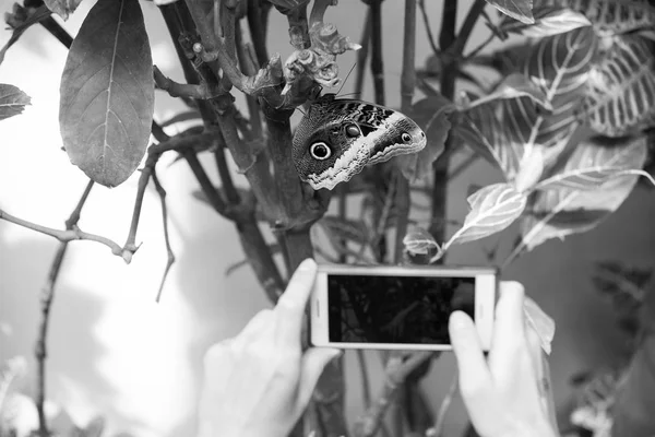 Smartphone en las manos fotografiando mariposa sentada en la planta —  Fotos de Stock