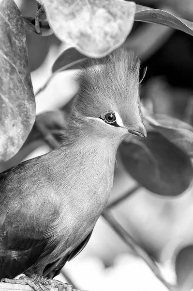 Ağaç dalı parkta oturan kuş — Stok fotoğraf
