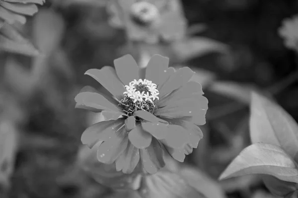 Flor cor vermelha — Fotografia de Stock