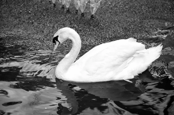 Ave cisne con plumas blancas y pico nadando en el lago —  Fotos de Stock