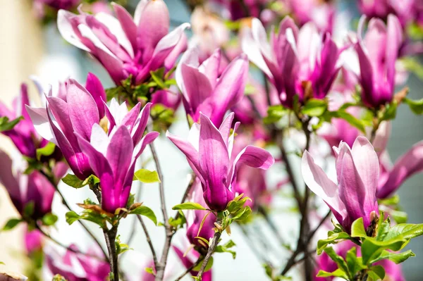 Blossom, bloom, flowering — Stock Photo, Image