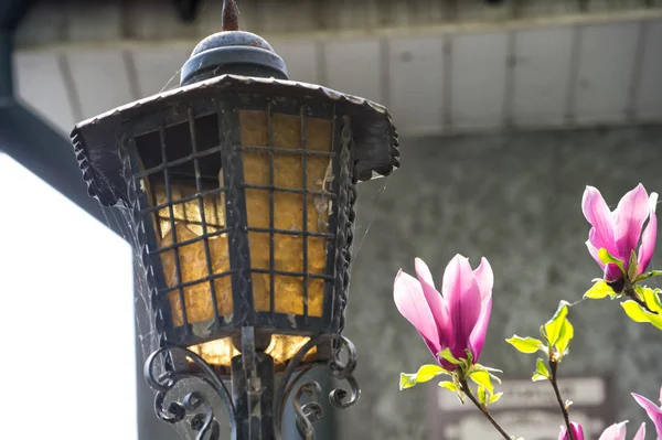꽃에서 거리 램프와 목련 나무 — 스톡 사진
