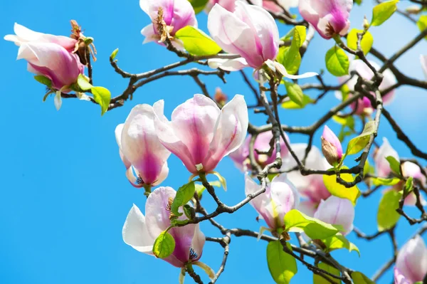 Flowers blossoming with violet petals on sunny day — Stock Photo, Image