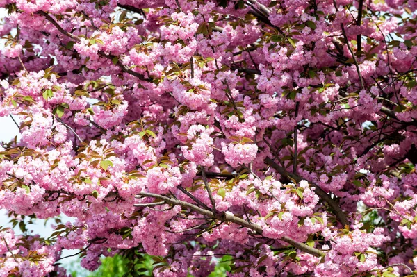 Körsbärsträd i rosa blossom solig dag — Stockfoto