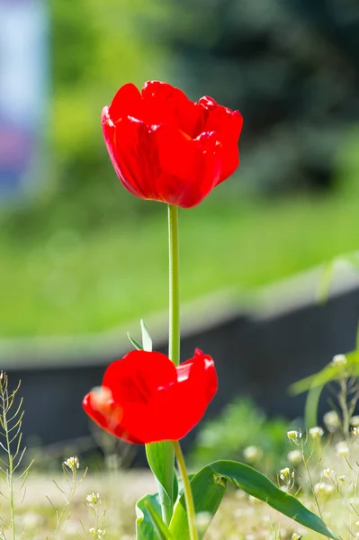 Blume mit roten Blütenblättern auf dem Beet — Stockfoto