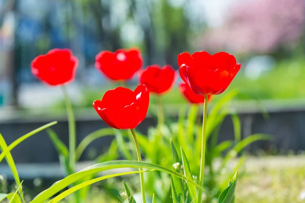 Bellezza della pianta di tulipano rosso nella giornata di sole — Foto Stock
