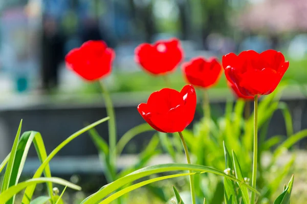 Frühling Hintergrund mit schönen roten Tulpenblumen — Stockfoto