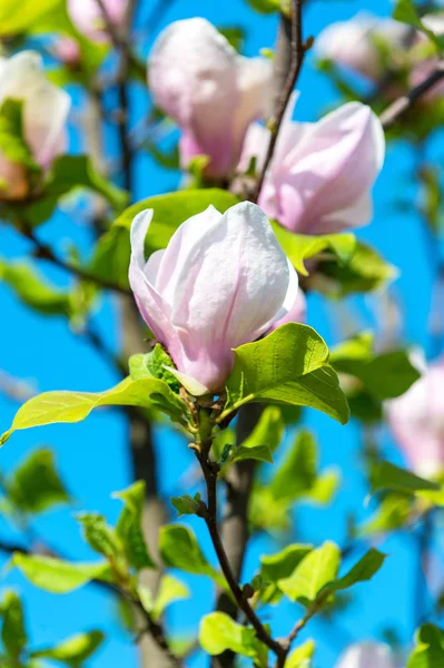 Magnolia virágzó virágok tavasszal ellen, blue sky — Stock Fotó