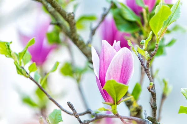 Blossom of purple magnolia on tree branch — Stock Photo, Image
