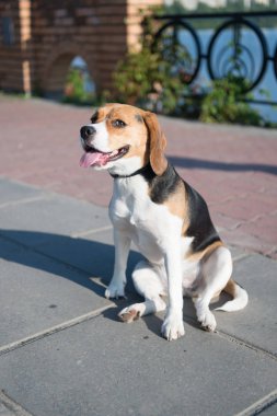 Sevimli köpek güneşli günde açık yol üzerinde oturur