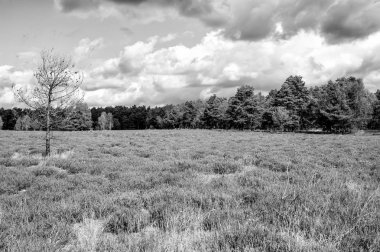 Çiçekli ortak heather ile araziler