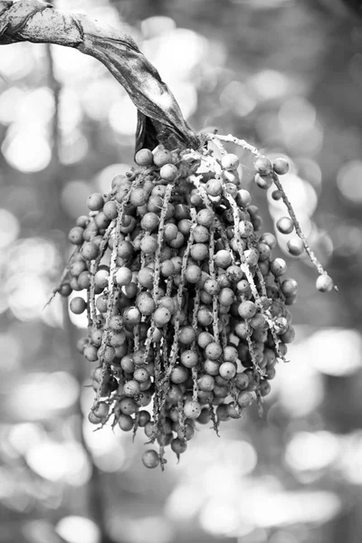Grânulos de semente de cor verde na árvore em Honduras — Fotografia de Stock
