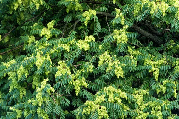 Acacia tree blossoming flowers on green leaves background, spring — Stock Photo, Image