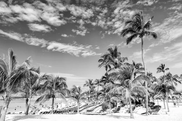 Zielony z palmami, piaszczystej plaży — Zdjęcie stockowe