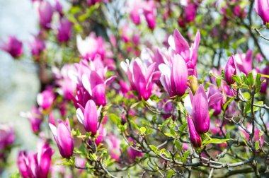 Doğa, güzellik, çevre