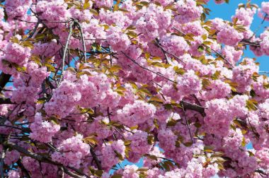 Sakura Sezon arka plan